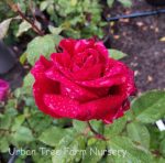 Rosa 'Mister Lincoln' STD