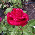 Rosa 'Mister Lincoln' STD