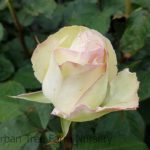 Rosa 'Moonstone'