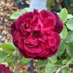 Rosa 'Munstead Wood'