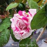 Rosa 'Neil Diamond'