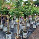 Rosa 'Neil Diamond' STD