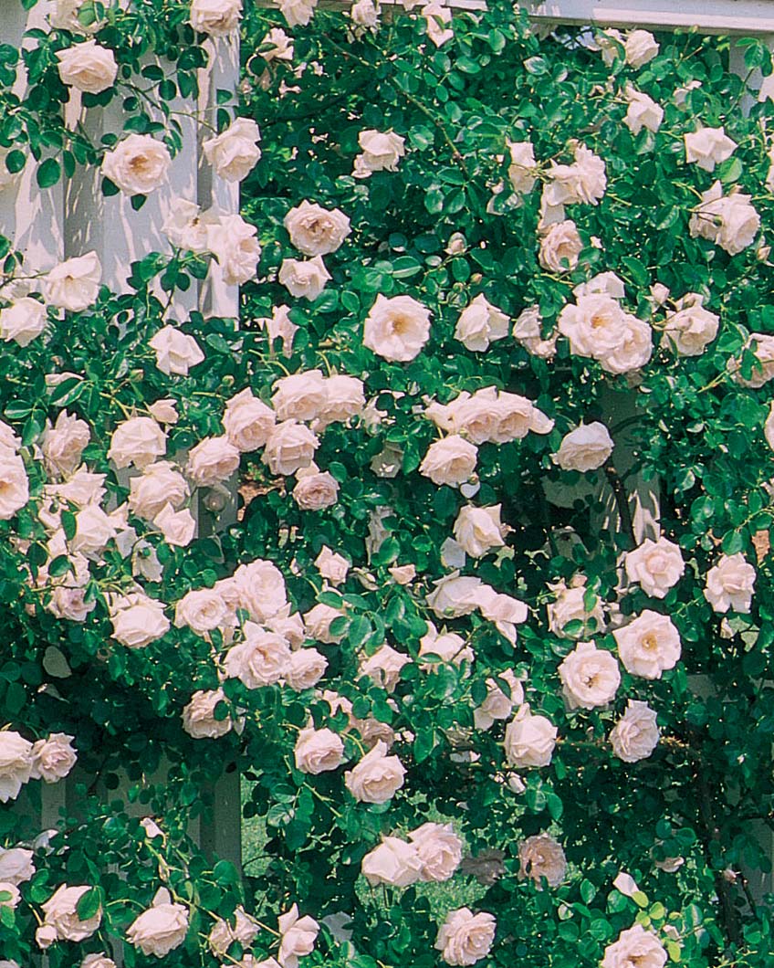 Rosa-New-Dawn-CL Rosa 'New Dawn' CL - Image 1