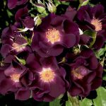 Rosa 'Night Owl' CL