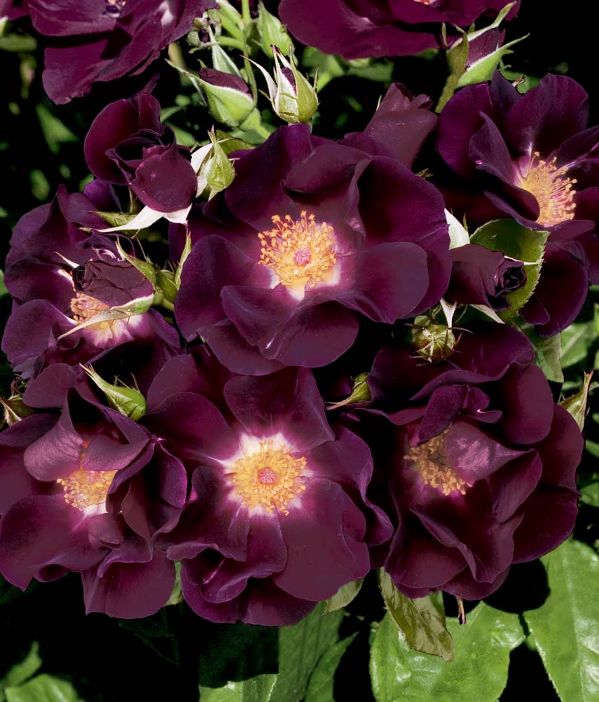 Rosa-Night-Owl-CL Rosa 'Night Owl' CL - Image 1