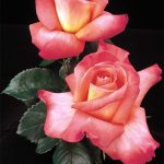 Rosa 'Octoberfest'