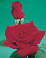 Rosa 'Olympiad' STD - Image 2