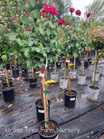 Rosa 'Olympiad' STD - Image 3