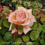 Rosa 'Over The Moon' STD