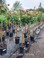 Rosa 'Over The Moon' STD - Image 2