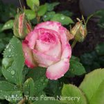 Rosa 'Painted Porcelain'