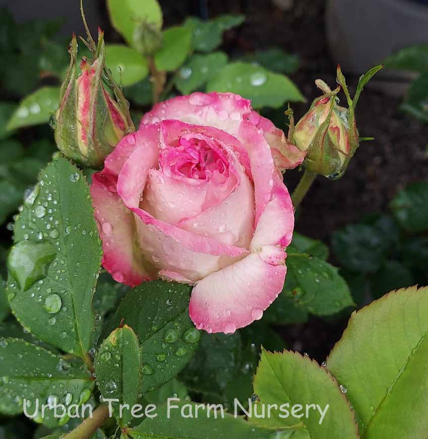 Rosa-Painted-Porcelain Rosa 'Painted Porcelain' - Image 1