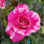 Rosa 'Parade Day'