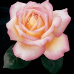 Rosa 'Peace'