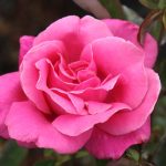 Rosa 'Perfume Delight' STD
