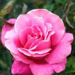 Rosa 'Perfume Delight'
