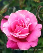 Rosa 'Perfume Delight'