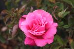 Rosa 'Perfume Delight' - Image 2