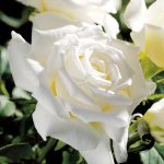 Rosa 'Pope John Paul II' STD