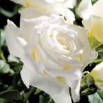 Rosa 'Pope John Paul II'