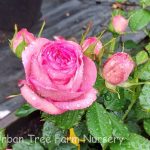 Rosa 'Pretty In Pink Eden' CL