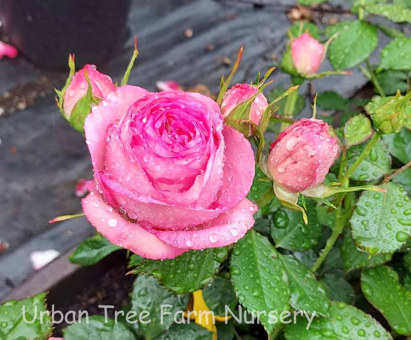 Rosa-Pretty-In-Pink-Eden-CL-a Rosa 'Pretty In Pink Eden' CL - Image 1