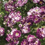 Rosa 'Purple Splash' CL
