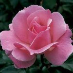 Rosa 'Queen Elizabeth'