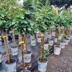 Rosa 'Queen Mary II' STD