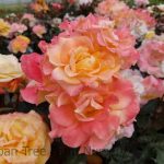 Rosa 'Rio Samba' STD