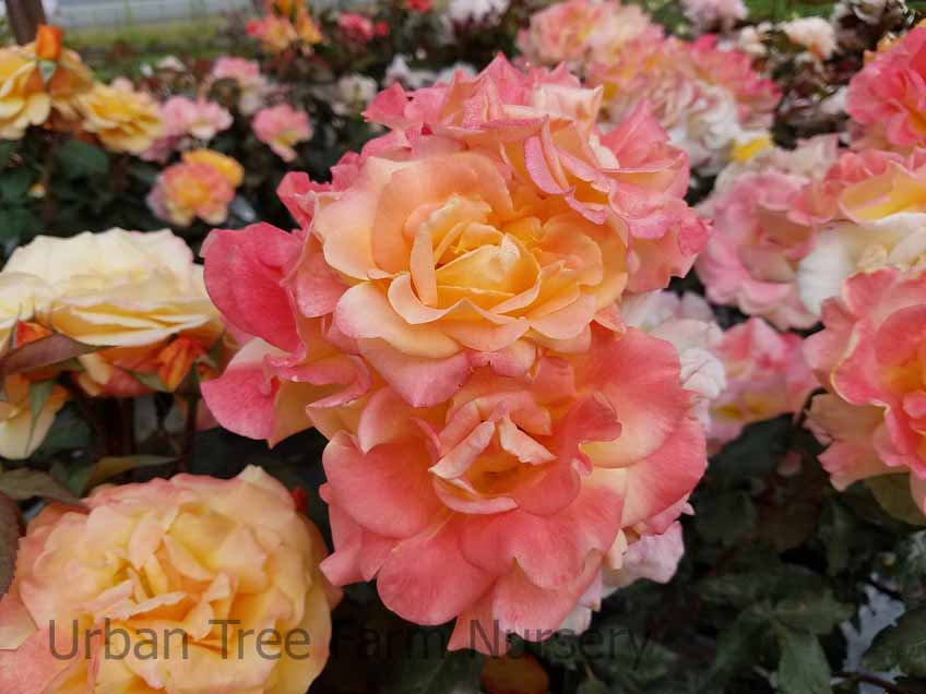 Rosa-Rio-Samba-STD Rosa 'Rio Samba' STD - Image 1