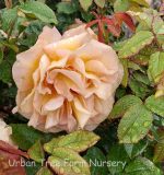 Rosa 'Rosie the Riveter'