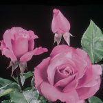 Rosa 'Royal Amethyst'