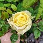 Rosa 'Royal Gold' CL