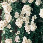 Rosa 'Sally Holmes' CL