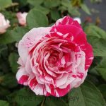 Rosa 'Scentimental'