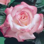 Rosa 'Secret'