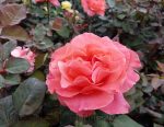 Rosa 'Sedona'