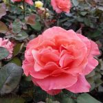 Rosa 'Sedona'