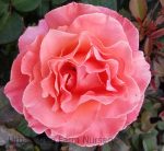 Rosa 'Sedona' - Image 2