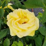 Rosa 'Shockwave'