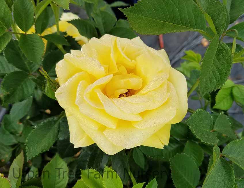 Rosa-Shockwave Rosa 'Shockwave' - Image 1