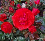 Rosa 'Showbiz'