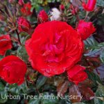 Rosa 'Showbiz'