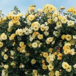 Rosa 'Sky's the Limit' CL