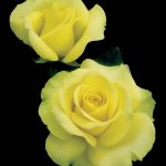 Rosa 'St. Patrick' STD