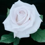 Rosa 'Stainless Steel'