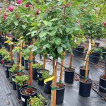 Rosa 'Sugar Moon' STD