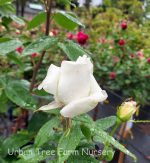 Rosa 'Sugar Moon' - Image 2