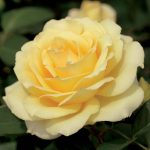 Rosa 'Summer Love' STD
